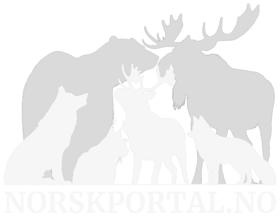 Gratis Norskkurs På B1-C1-nivå! – Cecilies Norsk-portal!